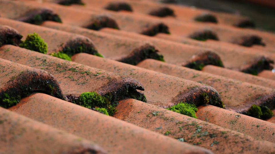 vieux carreaux de tuiles marron mouillés avec de la mousse qui pousse sur eux après la pluie vue de dessous